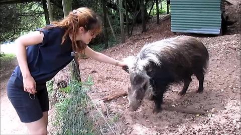 Bushpig can't resist a scratch behind the ear