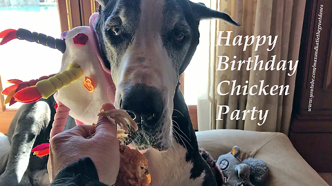 Birthday Hat Wearing Great Dane Enjoys Publix Chicken