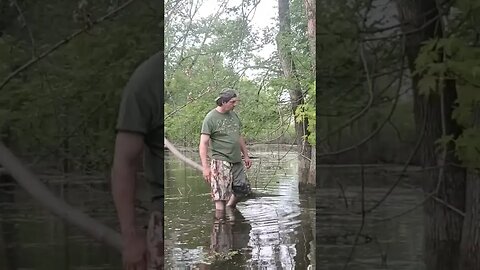 Swamp Rat catches the Cat