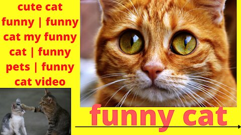 cute cat funny | funny cat my funny cat | funny pets | funny cat video