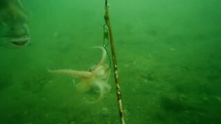 squid on the bait cam: Spadefish and Snapper