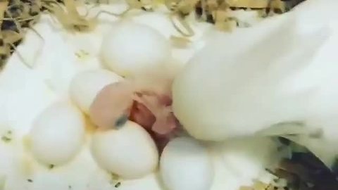 Cockatiel mom helps hatch her newborn chick