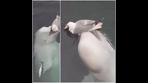 White whale playing with a gull