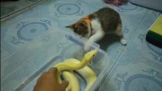 Gato fica curioso com o seu novo amigo...uma cobra!