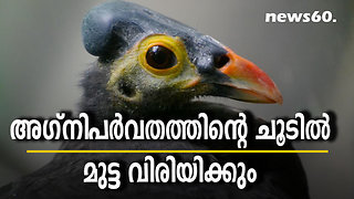 അഗ്നിപർവതത്തിന്റെ ചൂടിൽ മുട്ട വിരിയിക്കും