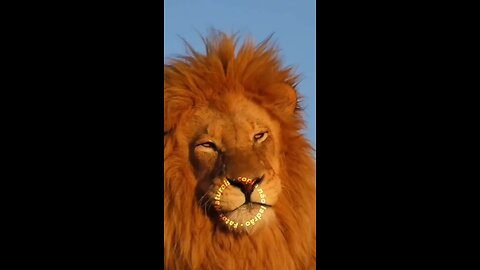 Leão guerreiro 🪖