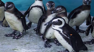 5 things you never knew about penguins - ABC15 DIGITAL
