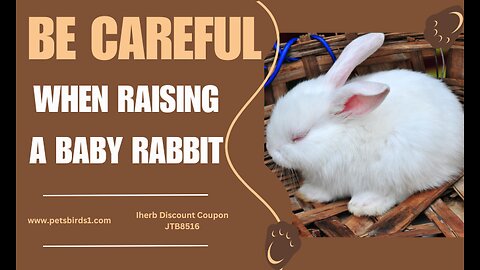 Baby rabbits health | Baby rabbits handling #pets_birds #bunny_love bunnies