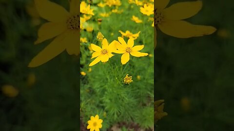 My Cool YELLOW FLOWERS