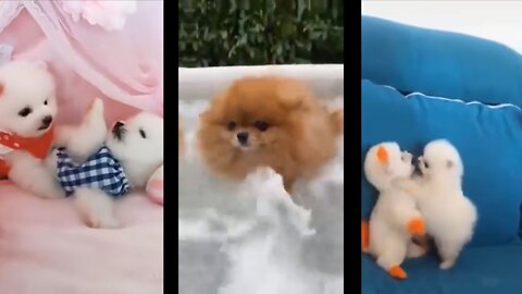 🥰😘😍look at these cute small dogs play together | Beautiful Dogs 🥰😍😊