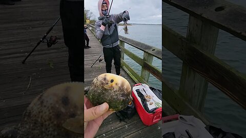 Cute Puffer Fish.