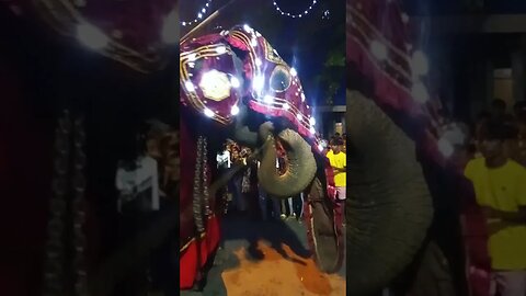 Majestic Elephant at the Hindu Festival