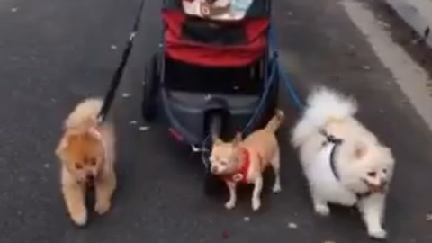 Dogs Pull A Doggy Carriage By Themselves