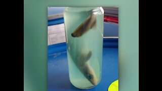 Dead baby shark in a jar makes the TSA's top 10 catches of 2020