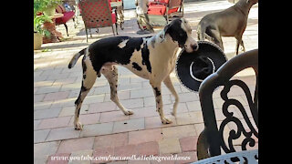 Funny Great Dane Would Rather Eat His Sombrero Than Wear It
