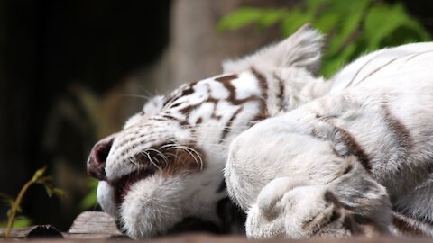 Beautiful Rare White Tiger