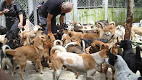 Rescued from the dog meat trade, they're on their way home