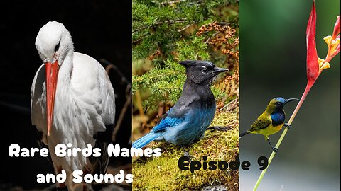 Rare Birds Names and Sounds - Ninth Episode