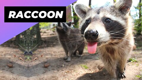 Raccoon 🦝 A Unique Animal To Have As A Pet #shorts