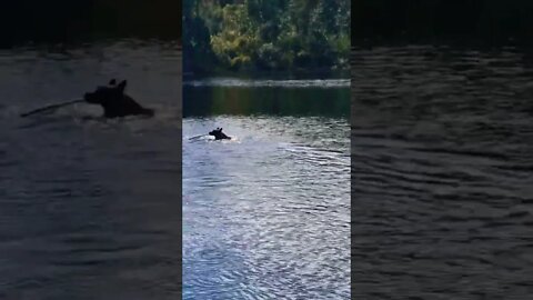 Reefer the Belgian Malinois retrieves a stick from the water