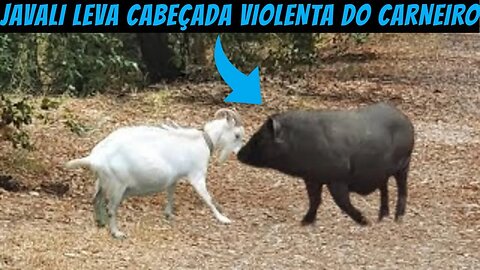 JAVALI LEVA CABEÇADA VIOLENTA DO CARNEIRO