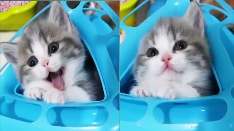 Little cute cat smiling