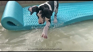 Water-loving puppy splashes in doggy pool