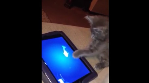 7-week-old kitten has iPad game all figured out!