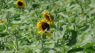 Summer fun in full bloom in Niagara County