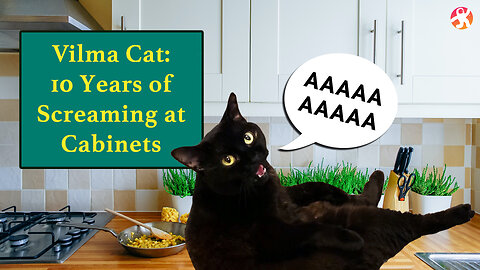 Vilma Cat: 10 Years of Screaming at Cabinets