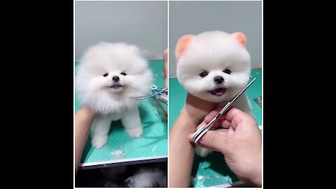 Cute puppy Titu having it's first haircut.