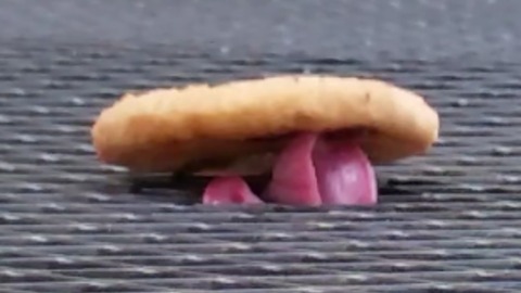 This Dog Tries To Be Stealthy While Stealing A Cookie