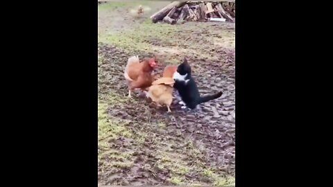 Cat vs hen Funny video #cat #hen #funny #shorts