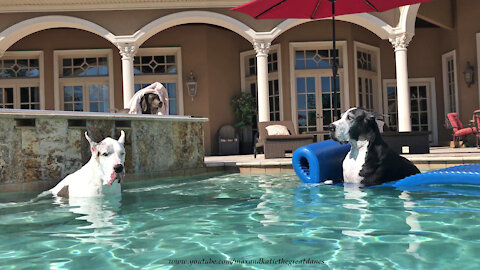 Water Loving Great Danes Jump Onto Frontgate Pool Float Lilo