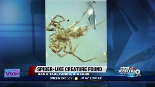 spider-like creature discovered