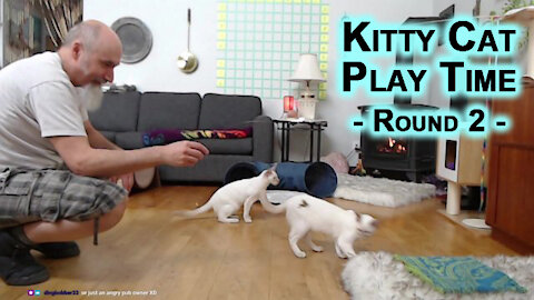 Kitty Cat Play Time: Round 2 - Playing with Sal and Veeya, Our Lilac Lynx Balinese Kittens