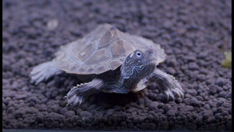 Rock the Baby Map Turtle