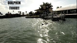 Dolphin tour at Johns Pass