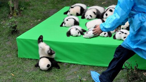 AWW SO CUTE!!! BABY PANDAS Playing With Zookeeper | Funny baby pandas | Baby panda falling