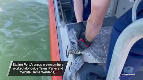 Coast Guard Turtle Rescue with subs