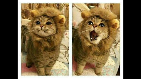 "CUTE CAT ROAR LIKE A LION FUNNY COMPILATION"