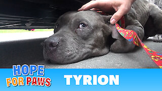 Tyrion - An injured Pit Bull rescued a moment before disaster. Please share.