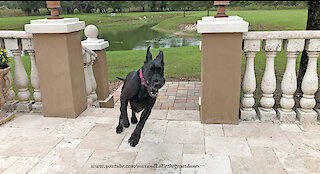 Happy Great Danes Enjoy Their Morning Run and Duck Watching