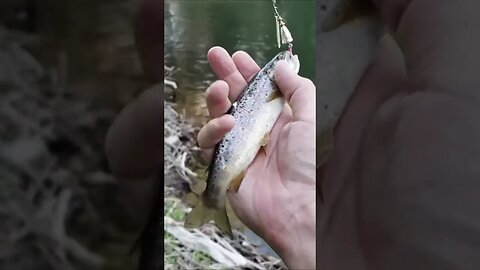 Tiny Little Brown Trout I thought Was a White Bass