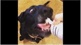 Cross-eyed rescue dog loves whipped cream