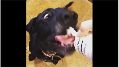 Cross-eyed rescue dog loves whipped cream