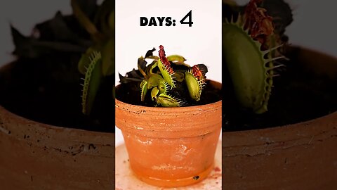 Venus Flytrap Takes Its Last Meal!