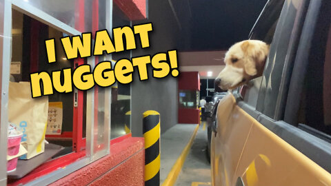 Golden Retriever begs for nuggets