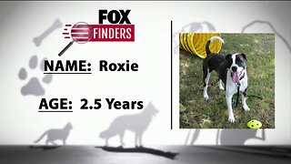 FOX Finders Pet Finder - Roxie