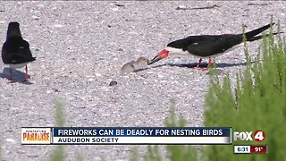 Audubon Florida: help save beach birds by leaving fireworks at home